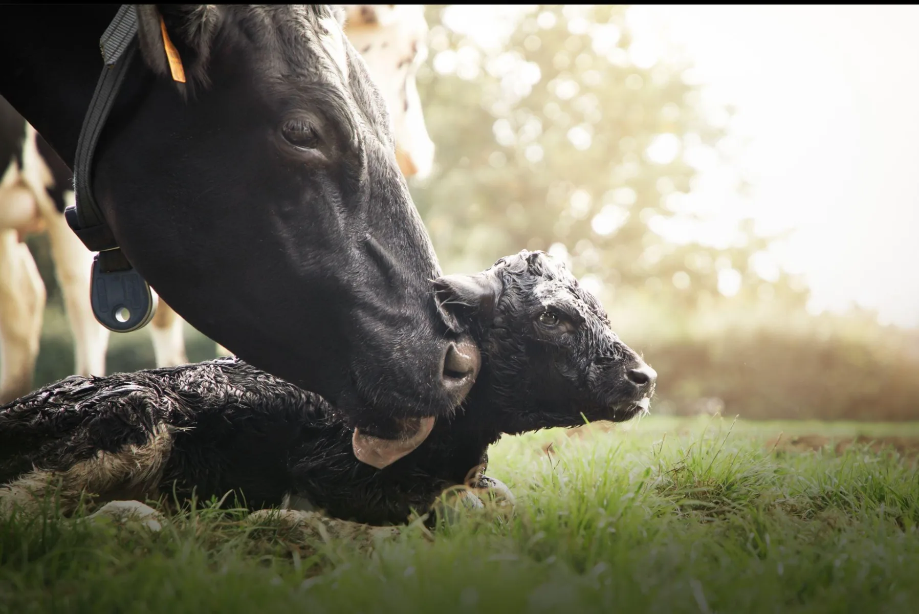 A mother with a newborn calf in open grass
