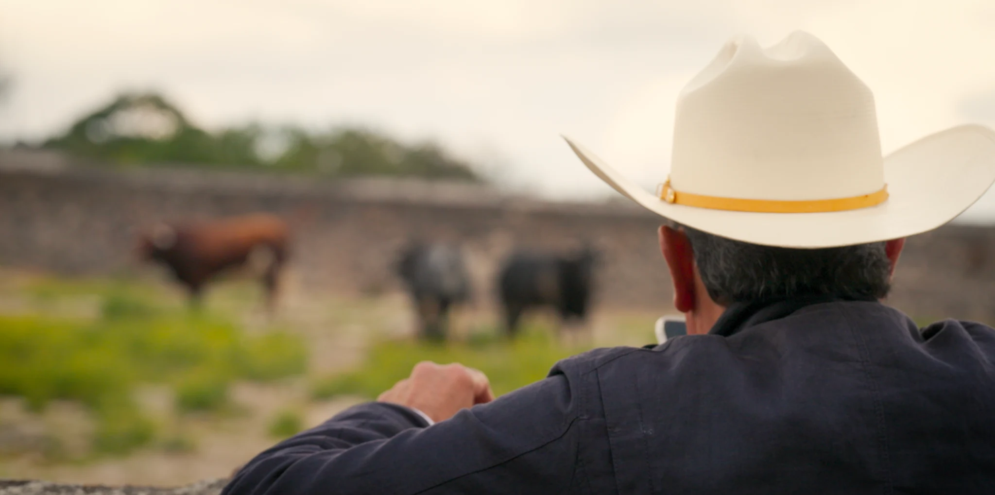 A ganadero watching bulls in the field