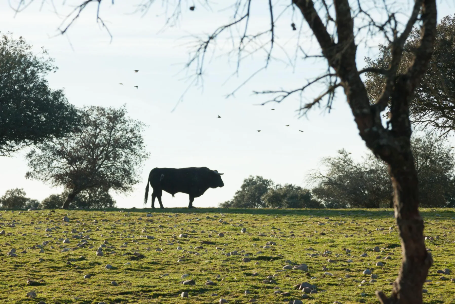 A bull standing in open pasture